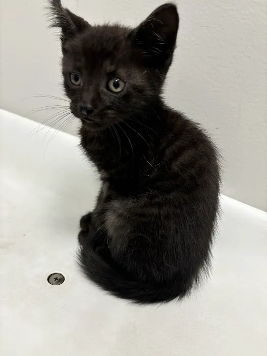 St Francis Animal Hospital Picture 6