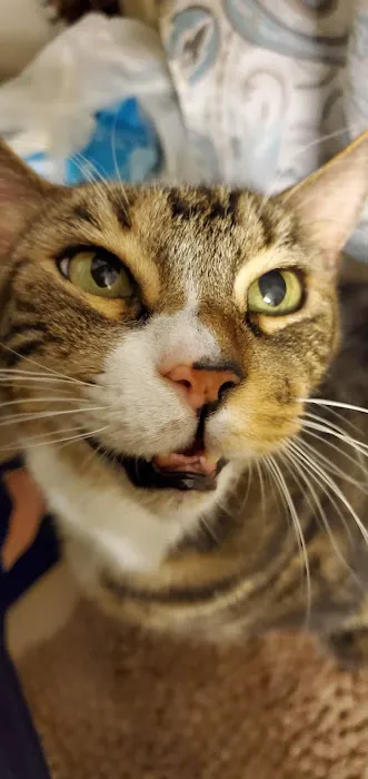 St Francis Animal Hospital Picture 1