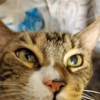 St Francis Animal Hospital ico