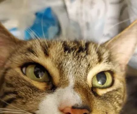 St Francis Animal Hospital