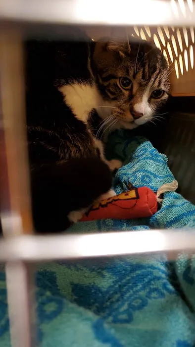 St Francis Animal Hospital Picture 5