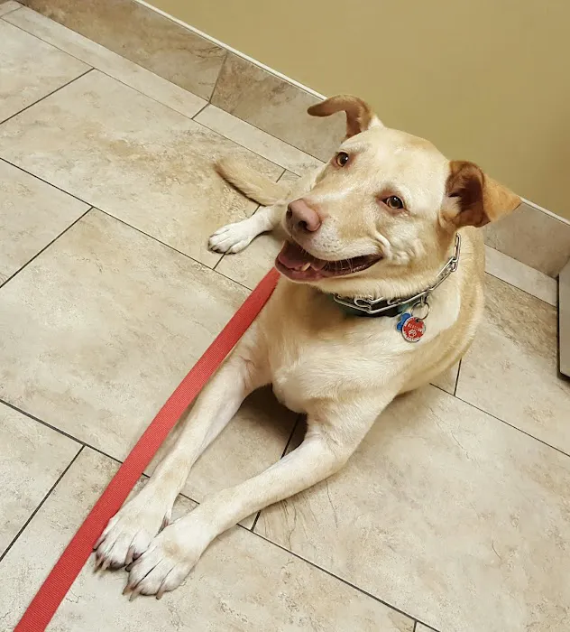 St Francis Animal Hospital Picture 8