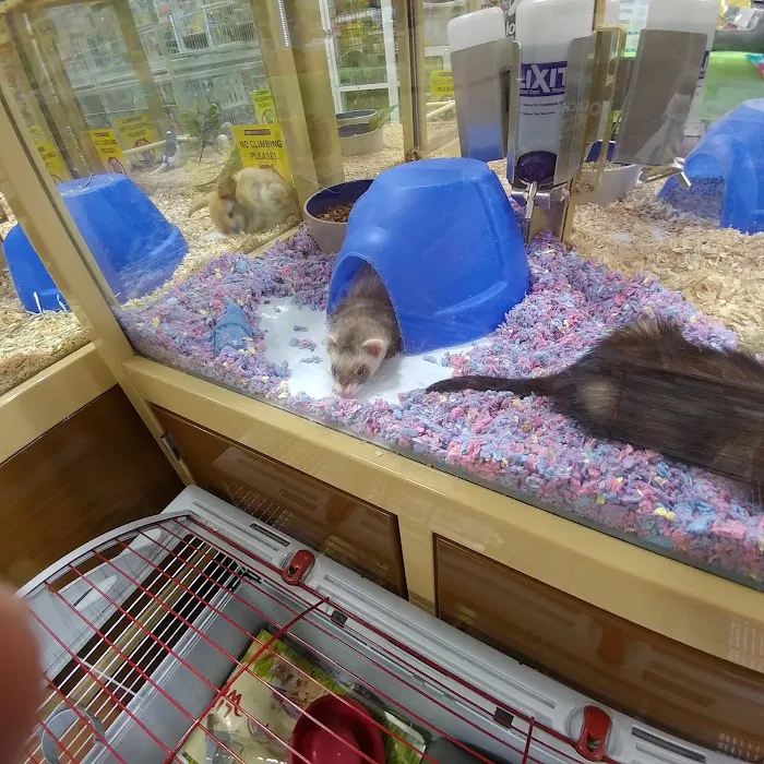 Pet Supermarket Picture 4