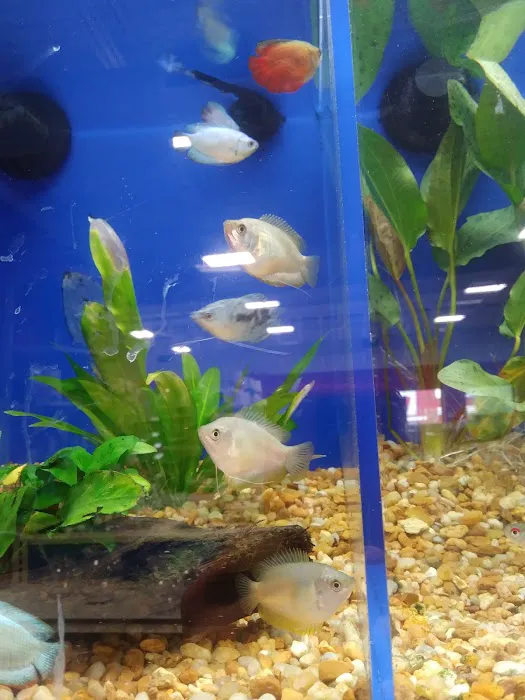 Pet Supermarket Picture 6