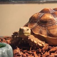 Eltingville Veterinary Practice ico