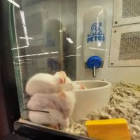Petco ico
