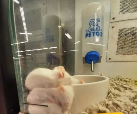 Petco