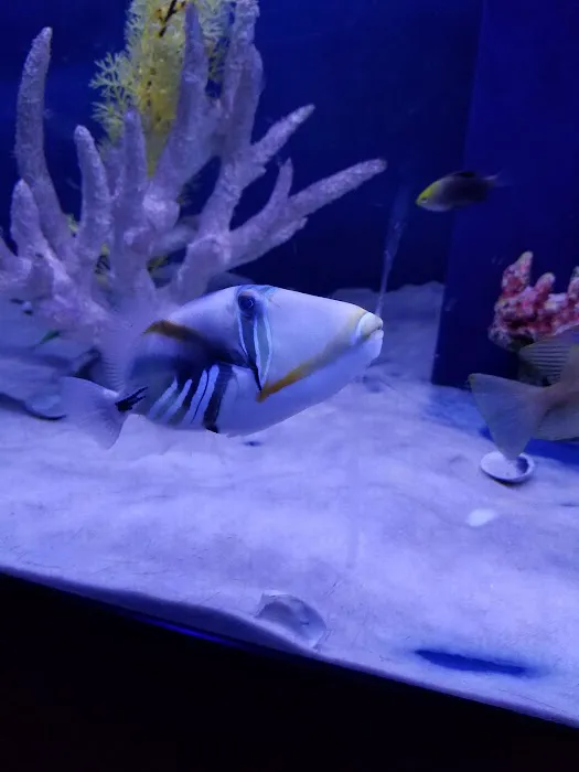 Off The Hook Marine Fish Picture 2