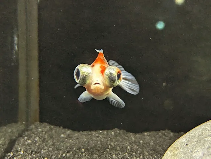 Off The Hook Marine Fish Picture 4