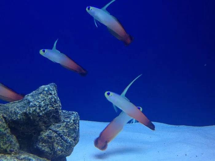 Off The Hook Marine Fish Picture 6