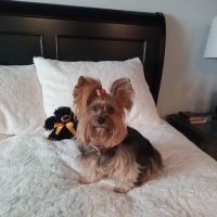 All Saints Animal Hospital ico