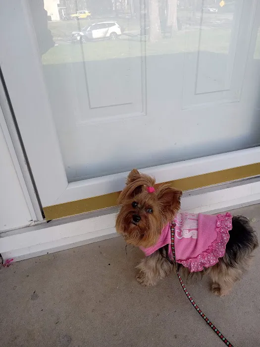 All Saints Animal Hospital Picture 2