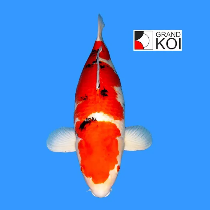 Grand Koi Picture 4