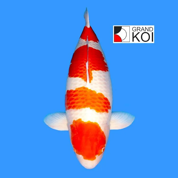 Grand Koi Picture 8