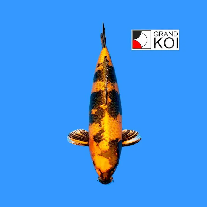 Grand Koi Picture 7