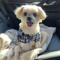 The Animal Hospital of Linden ico