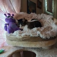 Preston Animal Hospital ico