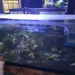 Fish Bowl & More