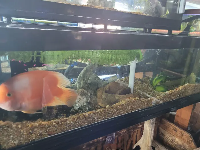 Fish Bowl & More Picture 9