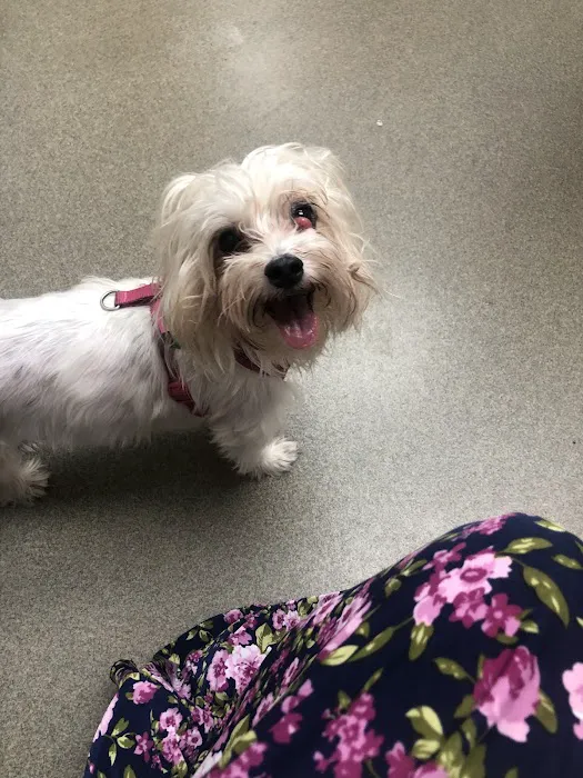 Colchester Veterinary Hospital Picture 5