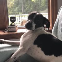 Colchester Veterinary Hospital ico