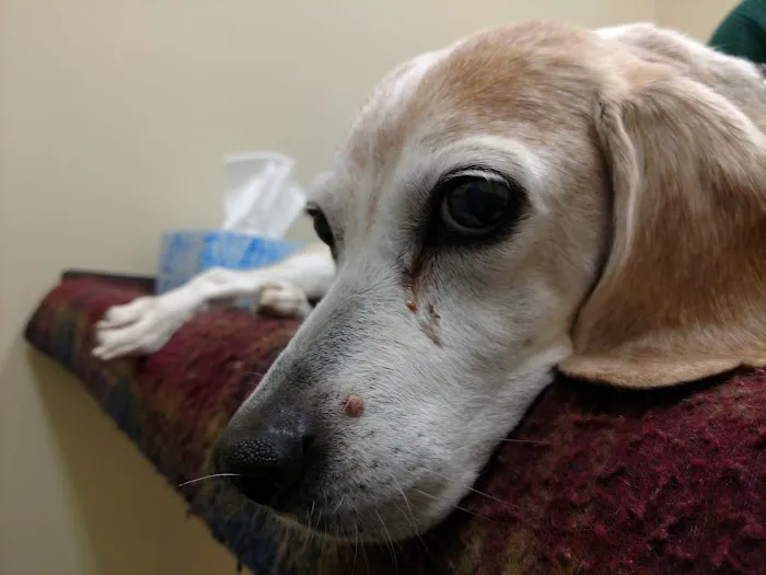 Stonington Veterinary Hospital Picture 7