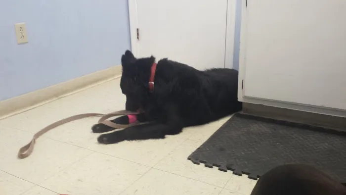 Stonington Veterinary Hospital Picture 8