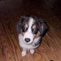 Stonington Veterinary Hospital ico