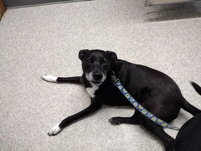 Cobalt Veterinary Clinic Picture 7
