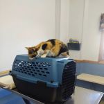 Cobalt Veterinary Clinic