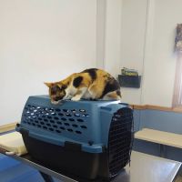Cobalt Veterinary Clinic ico