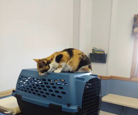 Cobalt Veterinary Clinic