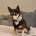 Lebanon Veterinary Hospital