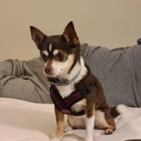 Lebanon Veterinary Hospital ico