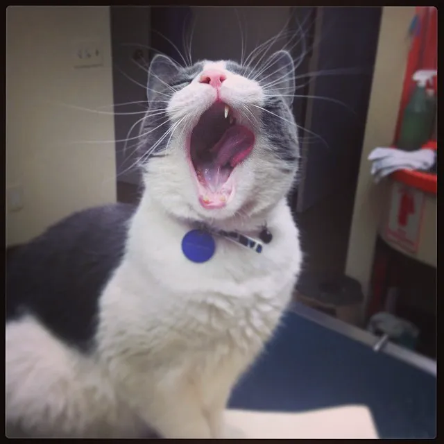 Lebanon Veterinary Hospital Picture 7