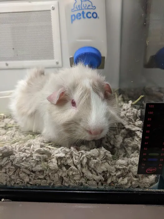 Petco Picture 4