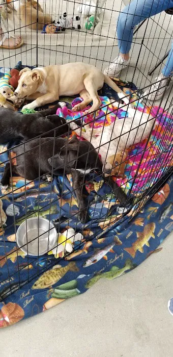 Petco Picture 3