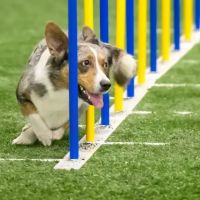 Meadow Hill Veterinary Shoppe ico