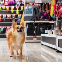 Paw Pets Store ico