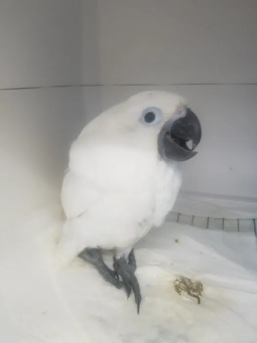 Parrot Productions Picture 1
