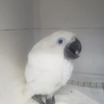 Parrot Productions
