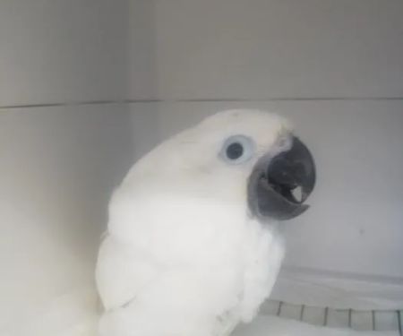 Parrot Productions