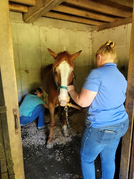 Twin Pines Equine Vet Services Picture 1