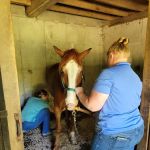 Twin Pines Equine Vet Services