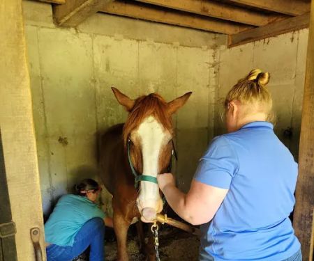 Twin Pines Equine Vet Services