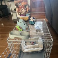 Precious Petite Puppies ico
