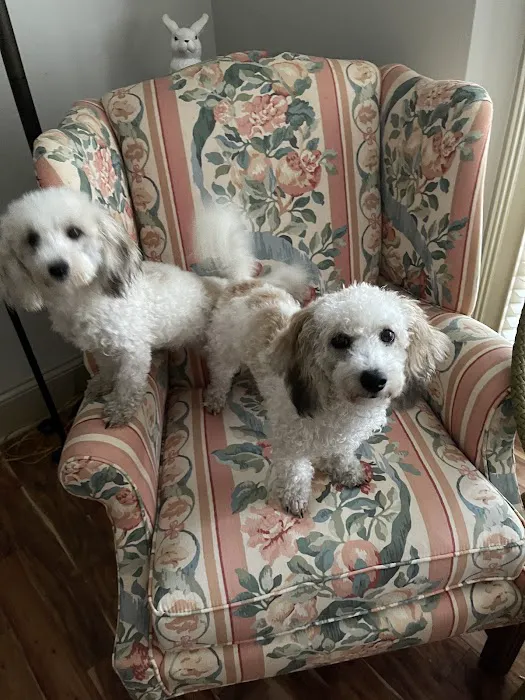 Precious Petite Puppies Picture 7
