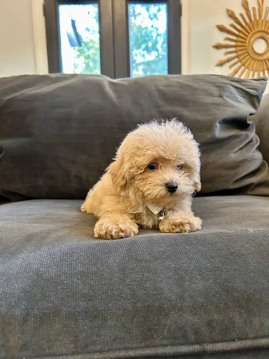 Precious Petite Puppies Picture 10