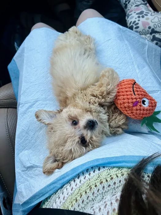 Precious Petite Puppies Picture 6