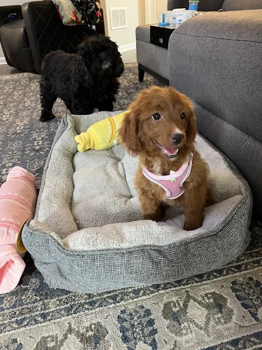 Precious Petite Puppies Picture 9